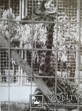 ,,Жираф". (Зоопарк)., фото №12
