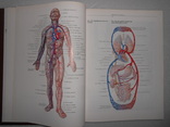 Синельников. Атлас анатомии человека. 1996 г. Том 3 и 4, фото №7