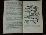 Водоплавающая дичь 1987г. Москва Агропромиздат Я.С.Русанов, фото №6