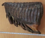 Зуб мамонта, фото №2