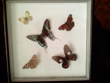 Бабочки в рамке, фото №3