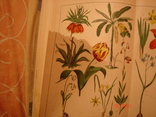 Ботанический Атлас Шуберта 1887 в пер. Н И Раевского, фото №9