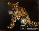 Дикие кошки-Облачный леопард (Дымчатый леопард). автор Березина К., фото №7