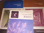 Янтарь.Коралл.Жемчуг.Сребродольский.Самоцветы.Минералы.Соболевский, фото №2