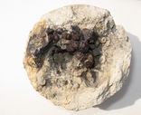 Полость в известняке с фрагментами криноидей, кварцем и пиритом., фото №2