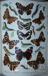 Атлас бабочек и гусениц Европы. Ламперт. СПб: 1913г. Цветные таблицы, фото №2