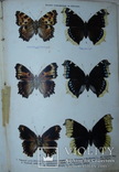 Атлас бабочек и гусениц Европы. Ламперт. СПб: 1913г. Цветные таблицы, фото №7