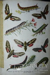 Атлас бабочек и гусениц Европы. Ламперт. СПб: 1913г. Цветные таблицы, фото №9