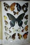 Атлас бабочек и гусениц Европы. Ламперт. СПб: 1913г. Цветные таблицы, фото №10