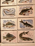 Спички набор Речные и озерные рыбы, фото №5
