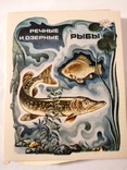Спички набор Речные и озерные рыбы, фото №2