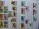 Марки флора и фауна стран мира(220 марок и 8 бл.), фото №3