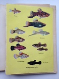 Комнатные аквариумы 1969 136 с.ил. 4 цв. вкладки., фото №10