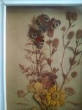 Бабочка и гербарий из далёких времен ссср, фото №2