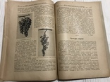 1928 Сорта винограда в долине р. Качи, Вісник садівництва, виноградарства, фото №11