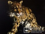 Дикие кошки-Облачный леопард (Дымчатый леопард). автор Березина К., фото №3