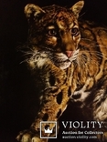 Дикие кошки-Облачный леопард (Дымчатый леопард). автор Березина К., фото №4