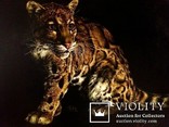 Дикие кошки-Облачный леопард (Дымчатый леопард). автор Березина К., фото №6
