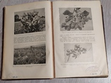 Книга "Итоги науки"1912год, фото №7