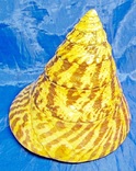 Трохус нилотикус, Trochus niloticus (Нильский трохус), фото №8