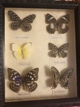 Коллекция бабочек под стеклом, фото №2