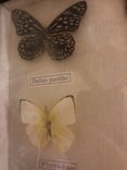 Коллекция бабочек под стеклом, фото №4