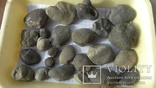 Окаменелые остатки моллюсков 16ш (разные) 24 штучки, фото №3