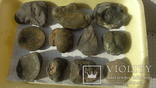 Окаменелые остатки моллюсков 17ш (разные) 11 штучек, фото №3