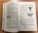 Лазаревич. Курс акушерства. 1879 год. Харьков., фото №11