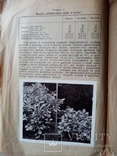 Роль отбора желудей в развитии дуба 1922 года. подпись автора, фото №4