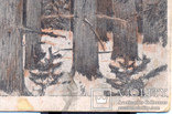 Каргус-Смоленский В глухом лесу изд. Рассвет Киев 1915, фото №5