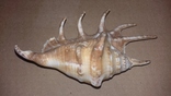 Морская раковина ракушка Ламбис (лямбис) 140мм, фото №3