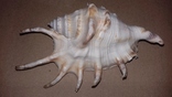 Морская раковина ракушка Ламбис (лямбис) 135мм, фото №2