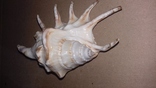 Морская раковина ракушка Ламбис (лямбис) 135мм, фото №3