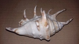 Морская раковина ракушка Ламбис (лямбис) 135мм, фото №4