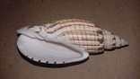 Морская раковина ракушка Волюта куродаи 80мм, фото №4