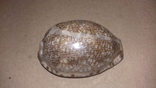 Морская раковина ракушка Ципрея арабика "кофейное зернышко" 60мм, фото №4