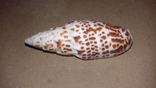 Морская раковина ракушка Митра папалис "папская митра" 77мм, фото №3