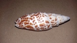 Морская раковина ракушка Митра папалис "папская митра" 77мм, фото №4