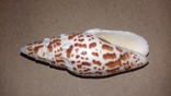 Морская раковина ракушка Митра папалис "папская митра" 77мм, фото №2