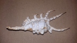 Морская раковина ракушка Ламбис (лямбис) скорпио "скорпион" 110мм, фото №4