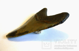 Зуб мегалодона - найбільшої в світі акули, фото №9
