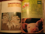 Болезни свиней, фото №13