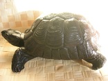 Большая черепаха, numer zdjęcia 5