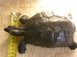 Большая черепаха, numer zdjęcia 6