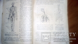 Анатомия людини с иллюстрациями 1939г, фото №4