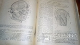 Анатомия людини с иллюстрациями 1939г, фото №9