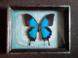 Бабочка Папилио улисс в рамке, фото №2