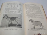 1954г Племенное Дело в Служебном Собаководстве Досааф, фото №11