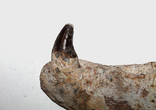 Щелепа базілозавра з зубами, 35 млн років, фото №5
